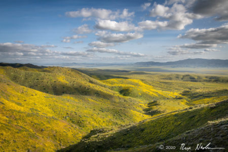 Amarillo