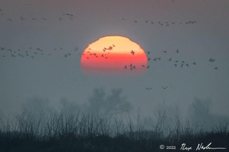 Cranes with Sunspots