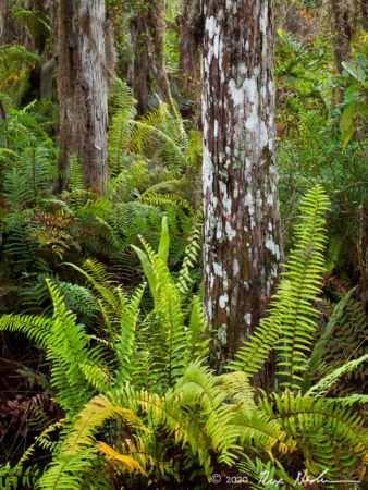 Totem Cypress