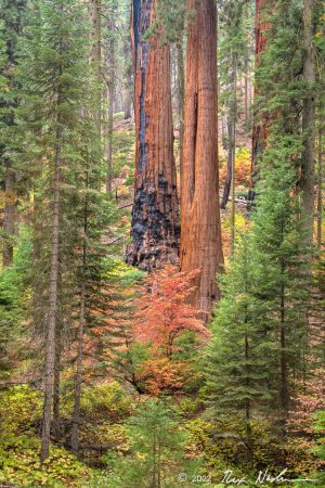 The Giant Forest