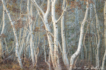 Reflected Light, Aspens