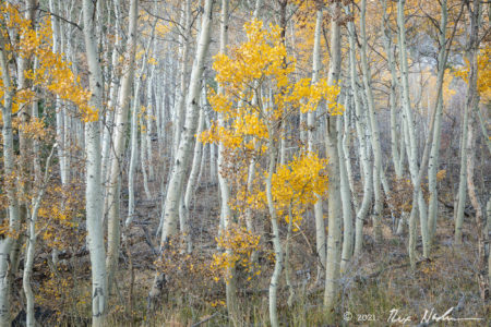 Deep Forest