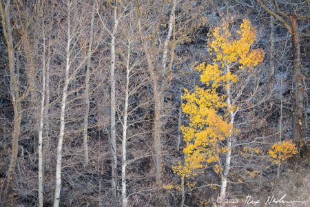 Bare Trees with Color