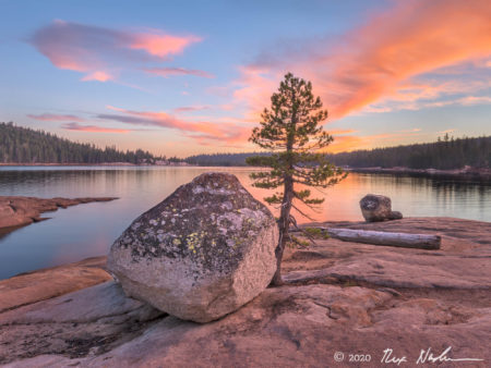 Tree on Fire