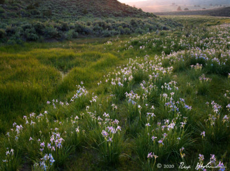 Iris Field