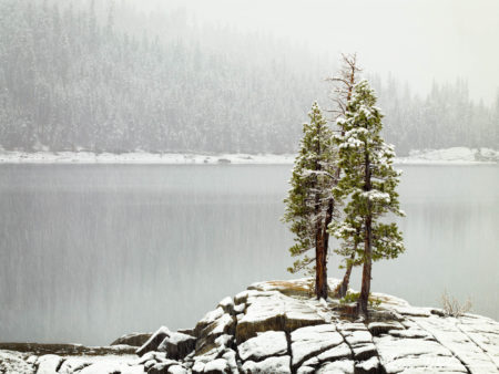 Trees in Storm