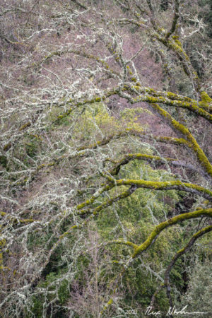 Canopy of Stars