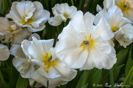 Ephemeral Spring