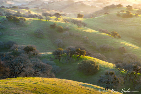Winter Oaks
