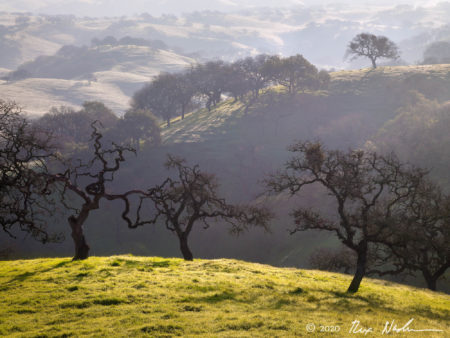 Twisted Oaks