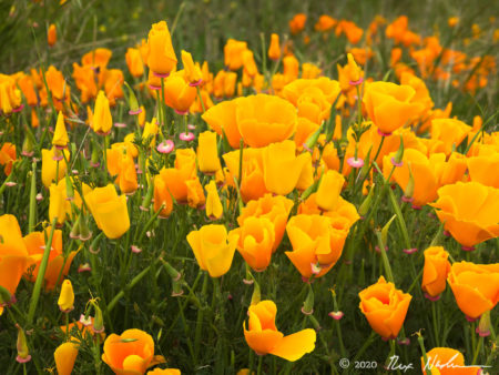 Poppies