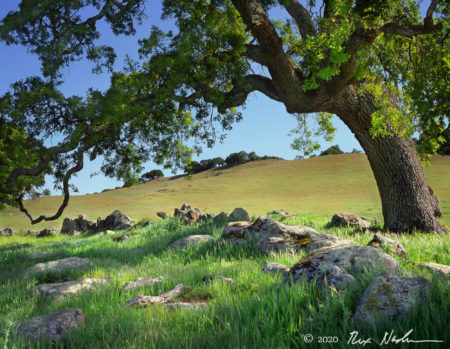 Oak and Wall