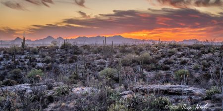 Cactus Valley