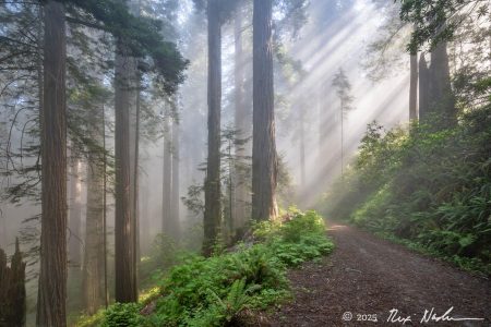 Ray Path II