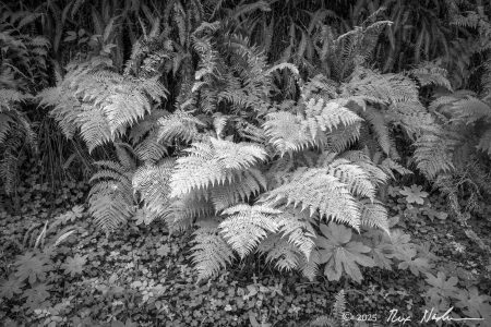 Fern Study #3