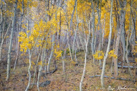 Deep Aspen