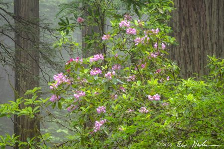 Fog with Flowers