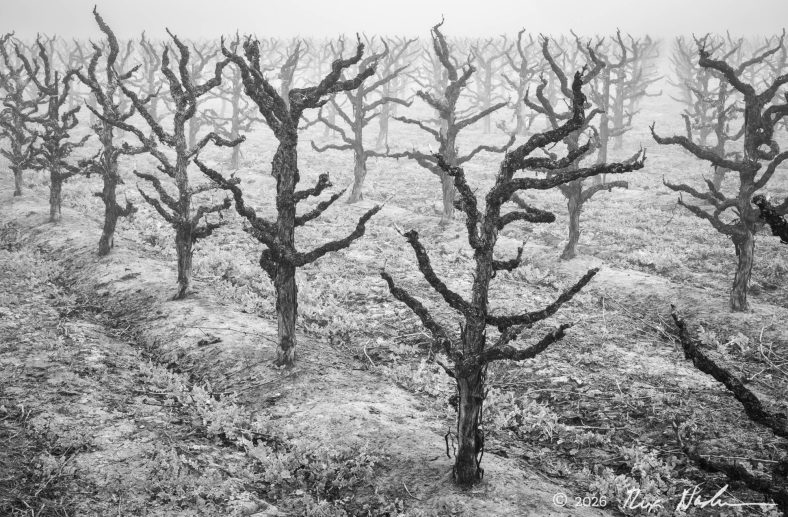 Old Growth
