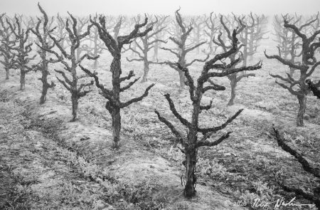 Old Growth