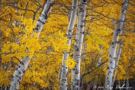 Four Trunks