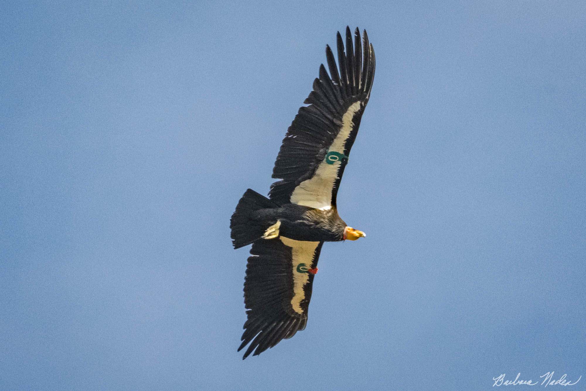 Number 0 Soaring - Pinnacles National Park