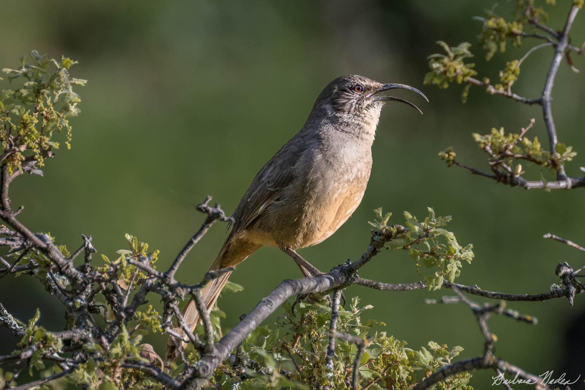 Thrasher Singing in the Early Morning - Los Gatos, California