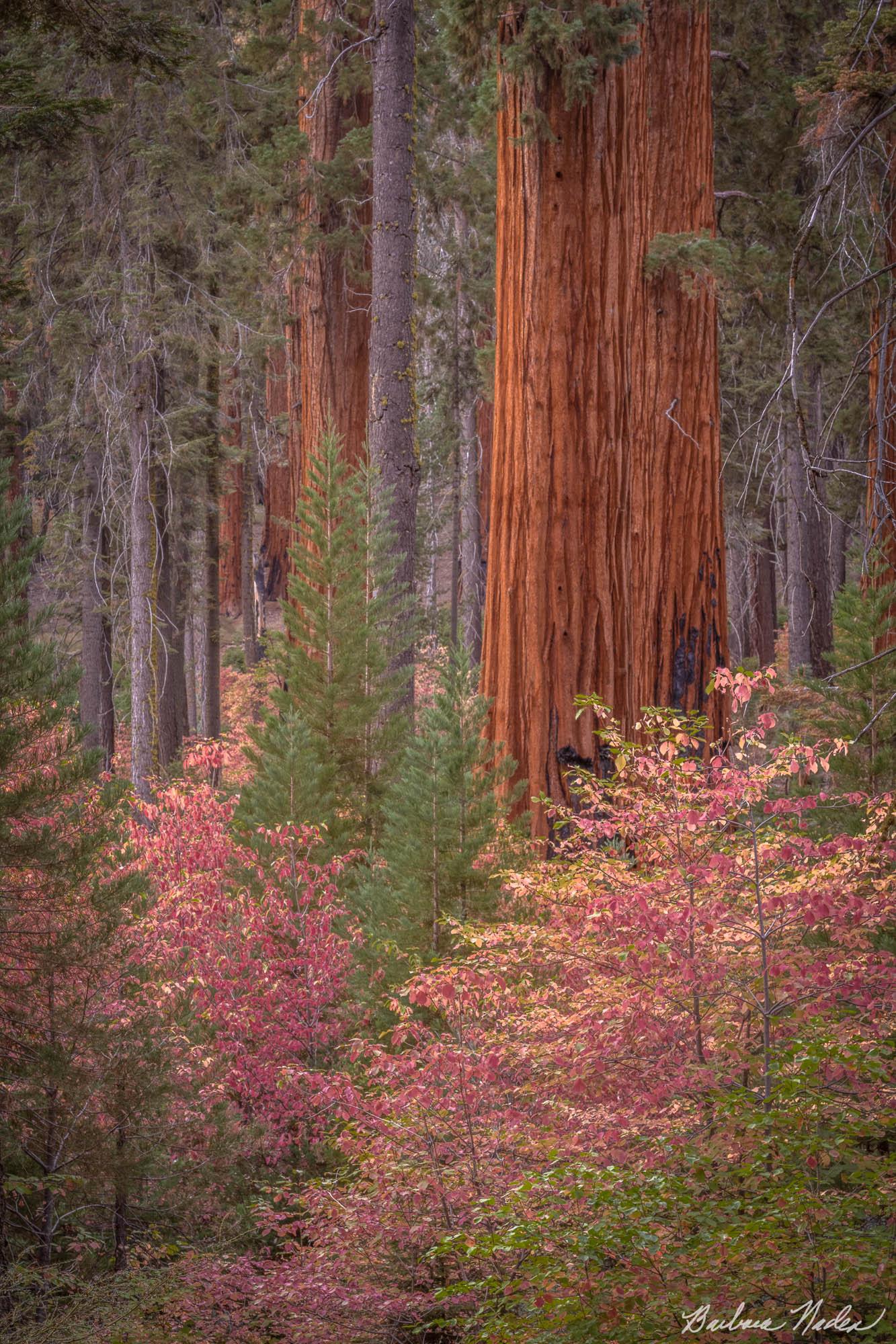 Dogwoods in the Sequoias in Autumn - Sequoia National Park, California