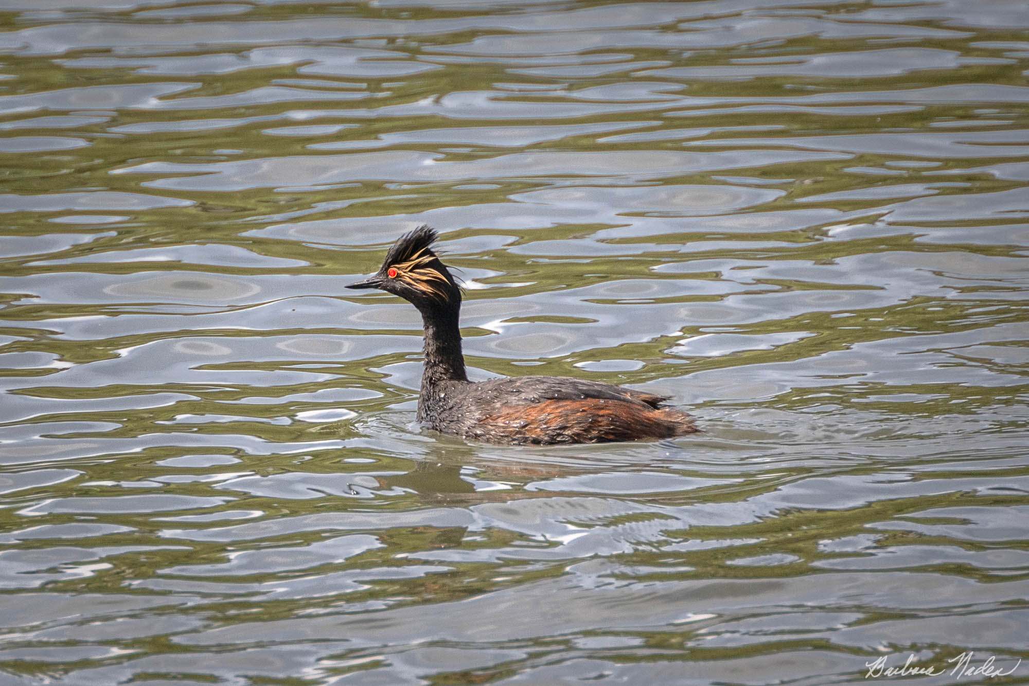 Adult Male Eared Grebe in Breeding Plumage - Klamath Falls Area, Oregon