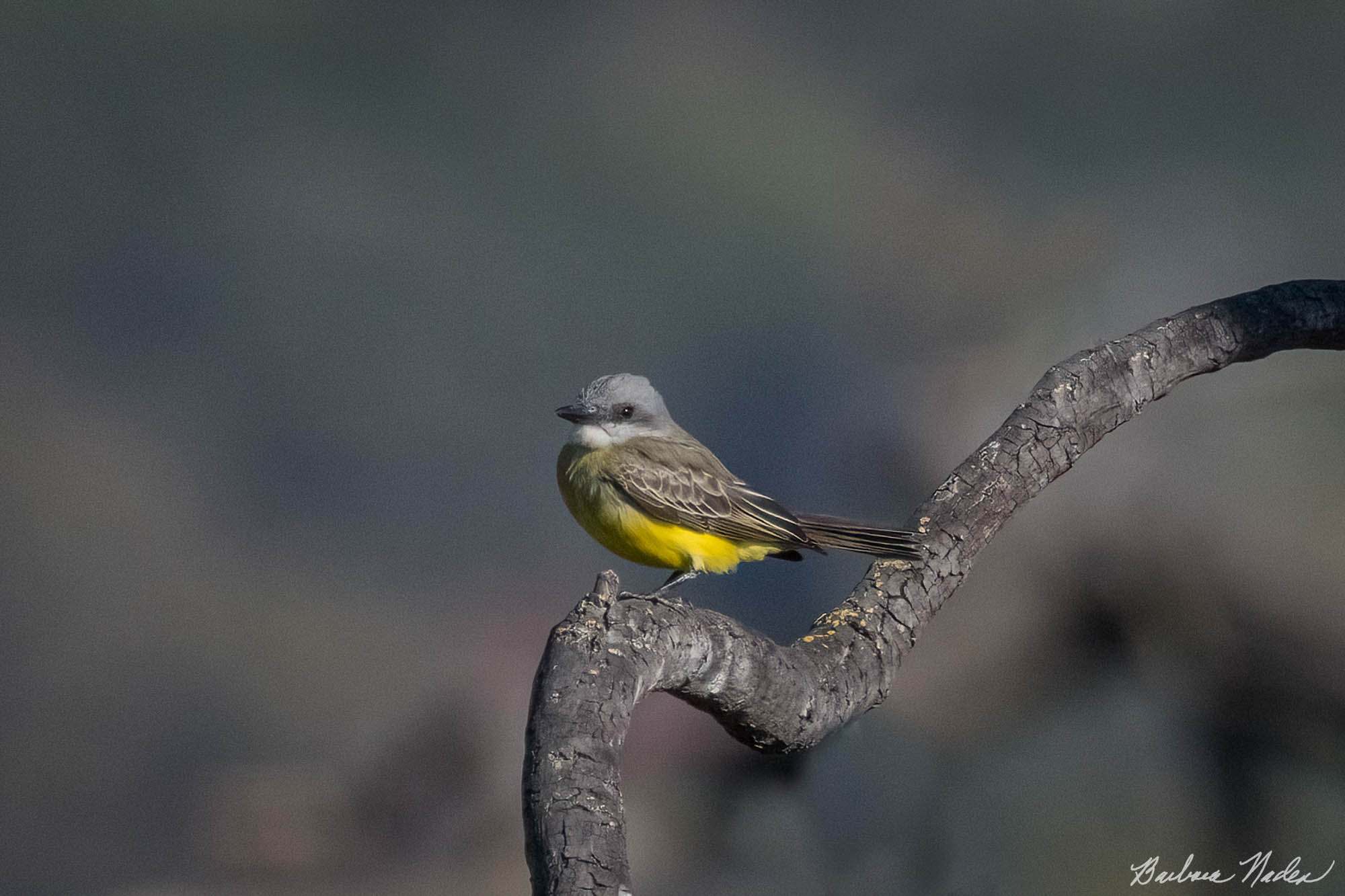 Tropical Kingbird Waiting for a Bug - Penitencia Creek Trail, San Jose, California