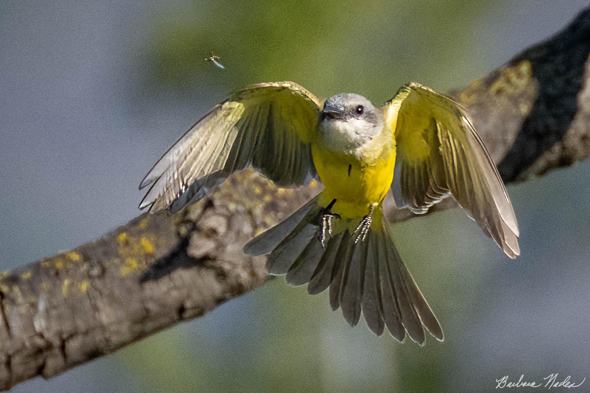 I See a Bug! - Penitencia Creek Trail, San Jose, California