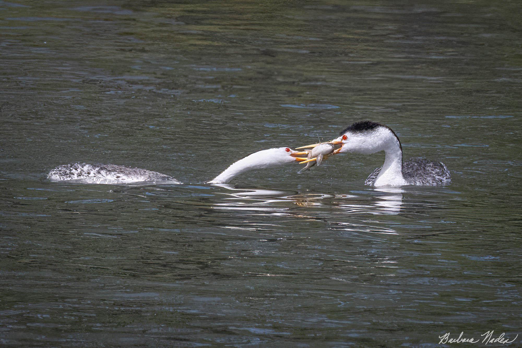 Sharing a Fish - Klamath Falls, Oregon