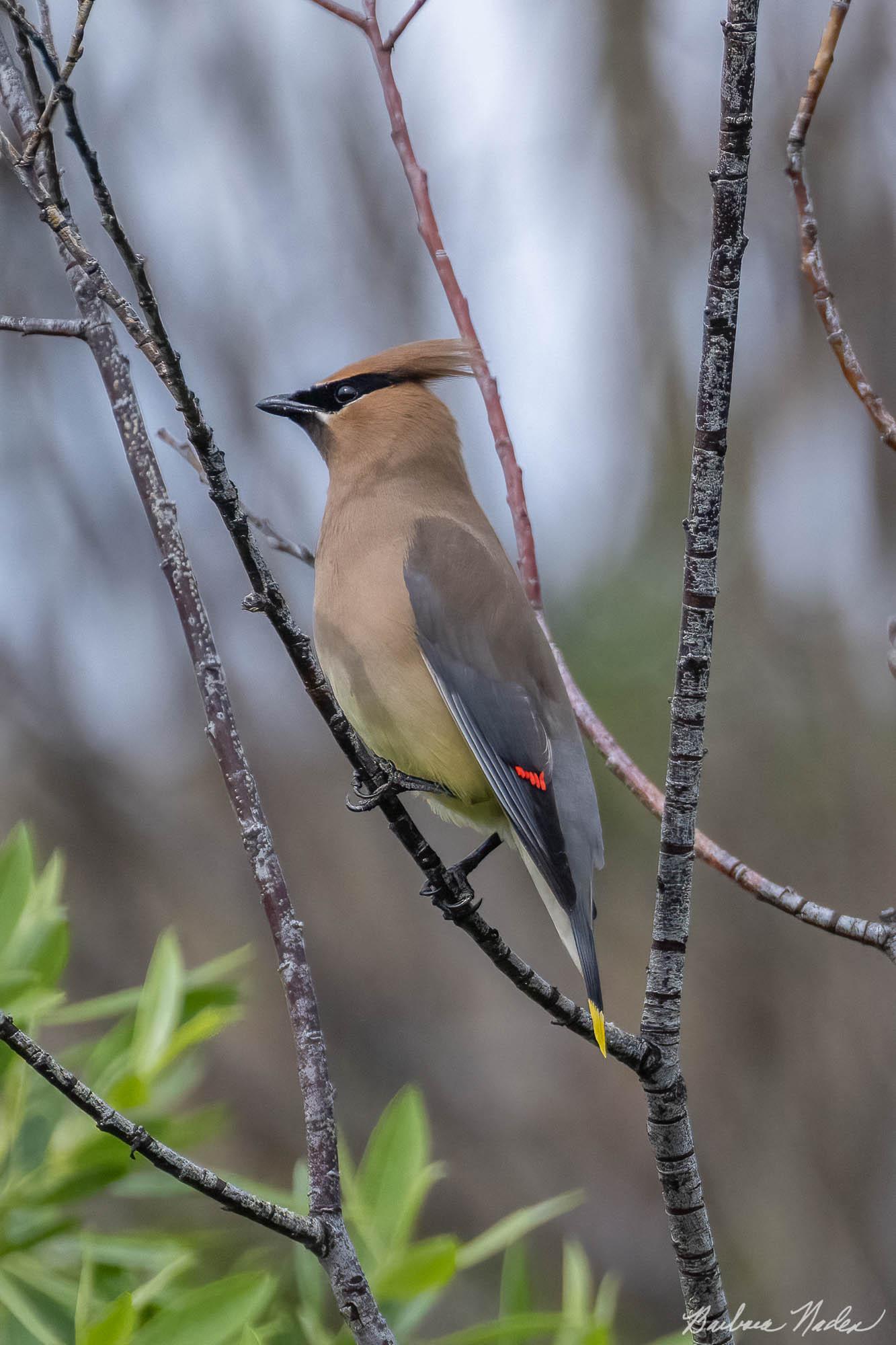 Adult Cedar Waxwing - Klamath Falls Area, Oregon