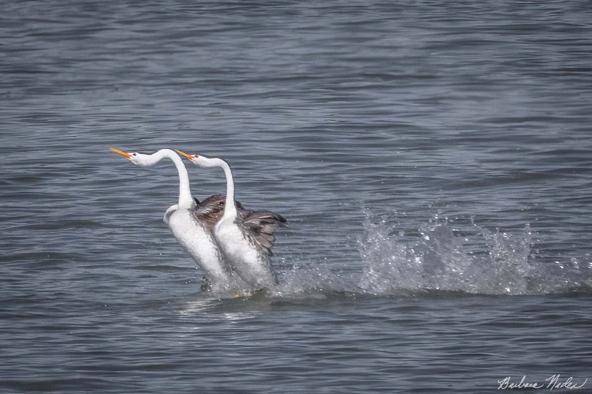 Mating Ritual called "Rushing" - Klamath Falls Area, Oregon