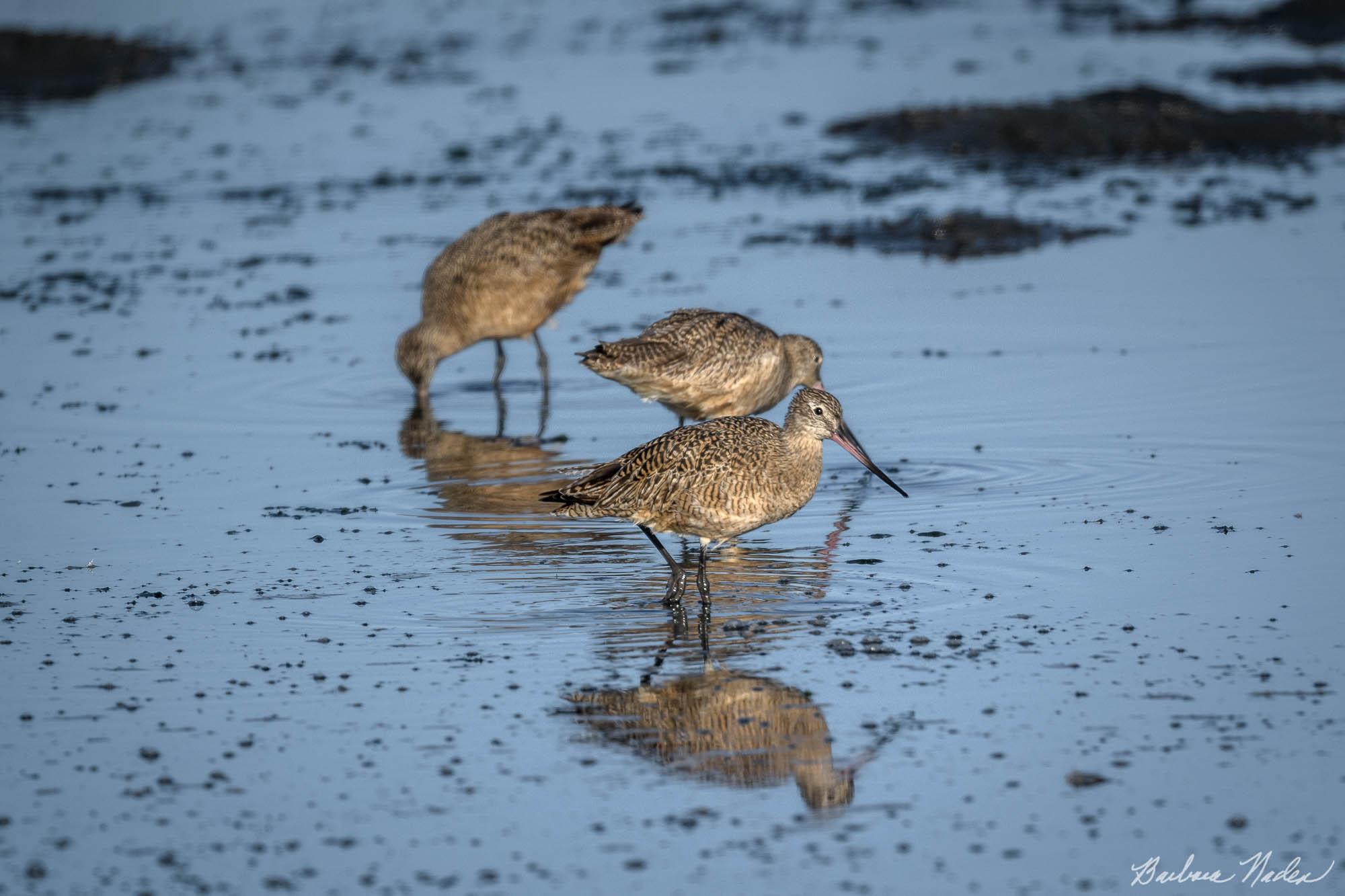 Long-billed Dowitcher Looking for Breakfast - Moss Landing, California