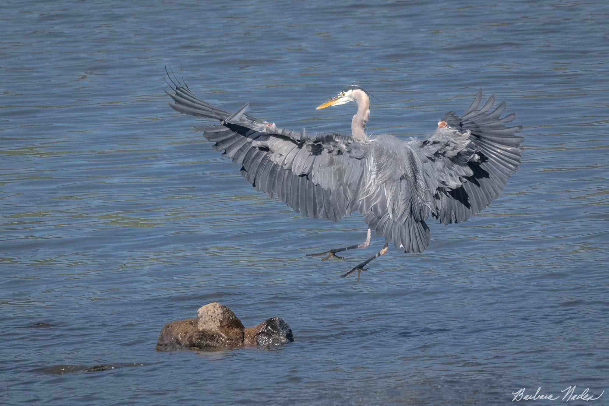 Landing in Breeding Plumage - Klamath Falls Area, Oregon