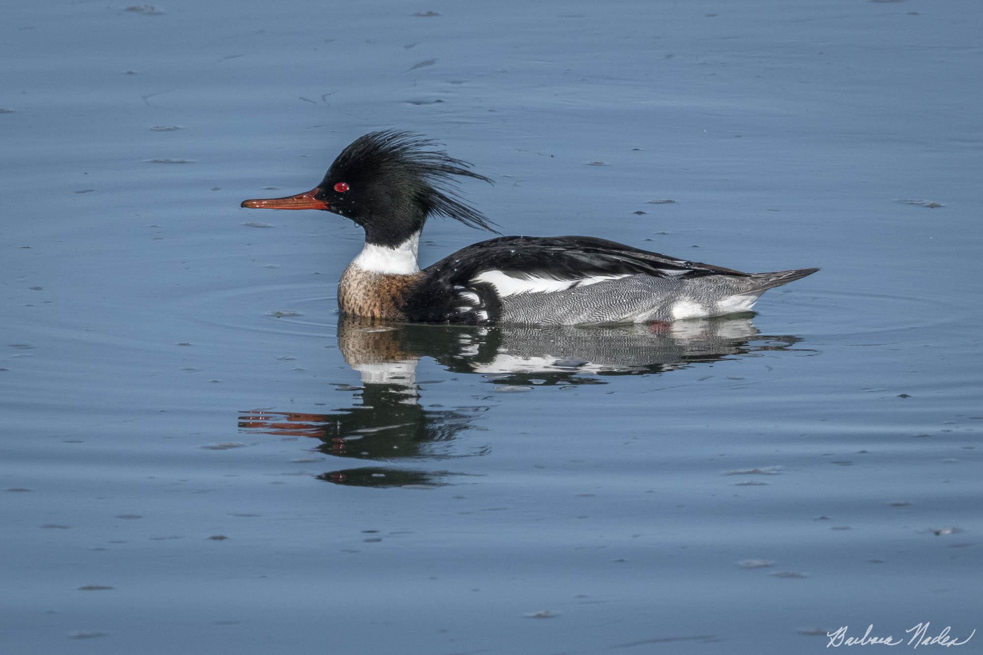 Merganser Swimming - Moss Landing, California