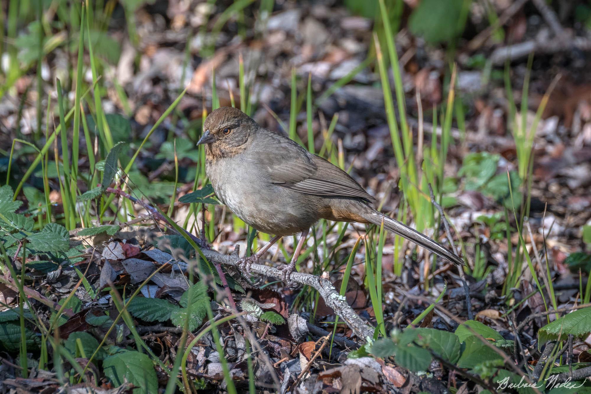 Towee in the Brambles - Joseph D. Grant Ranch, Santa Clara County Park