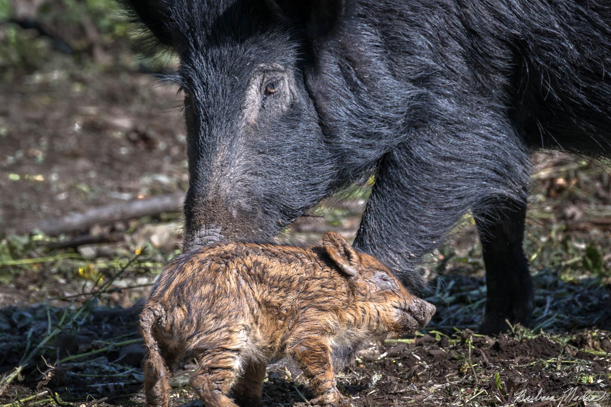 Sow with her Piglet - Joseph D. Grant Ranch, Santa Clara County Park