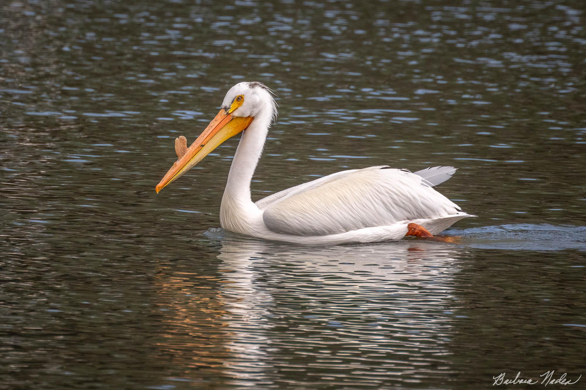 White Pelican in Breeding Plumage - Klamath Falls Area, Oregon