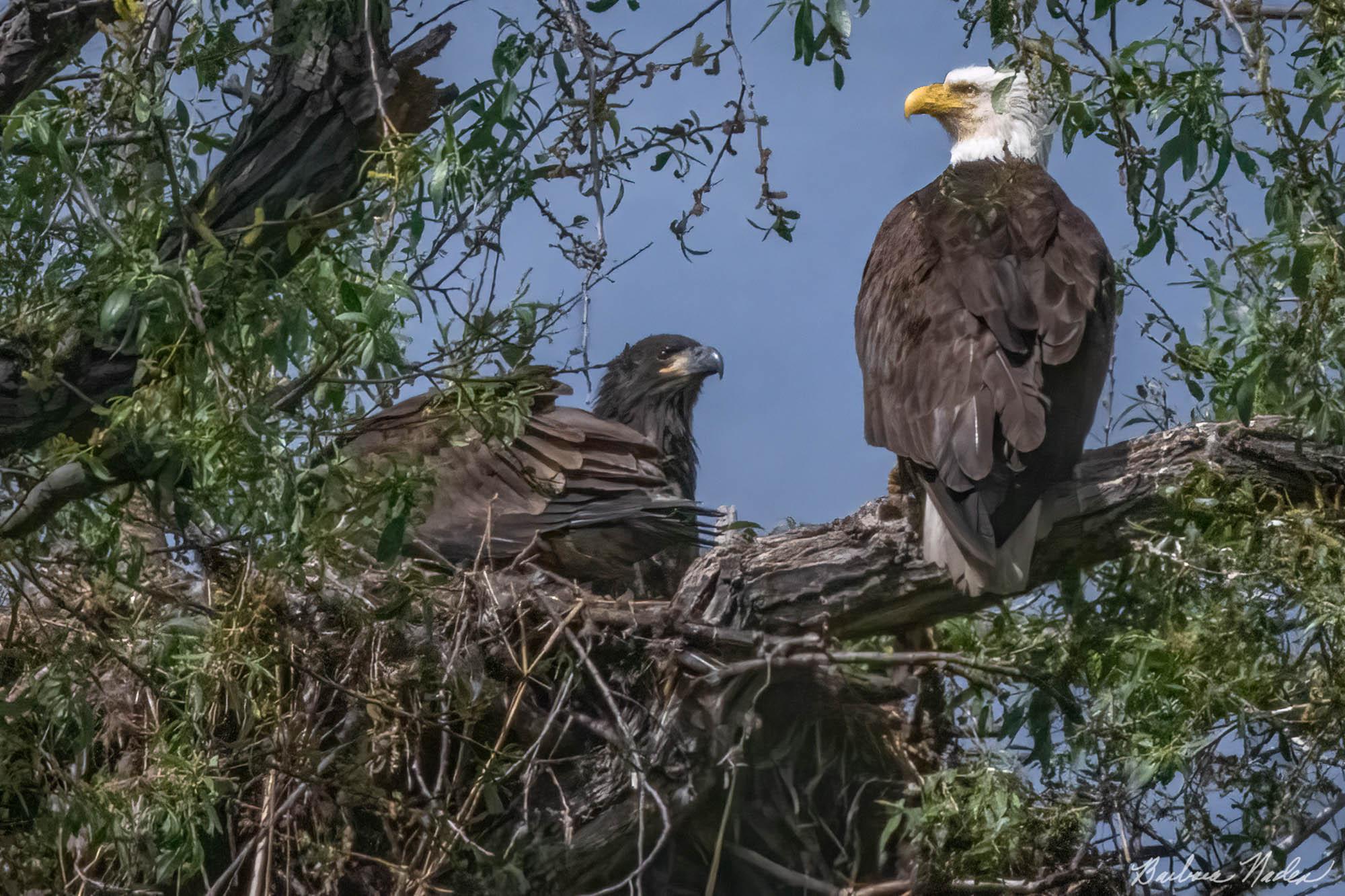 Watching Over the Nest - Klamath Falls Area, Oregon