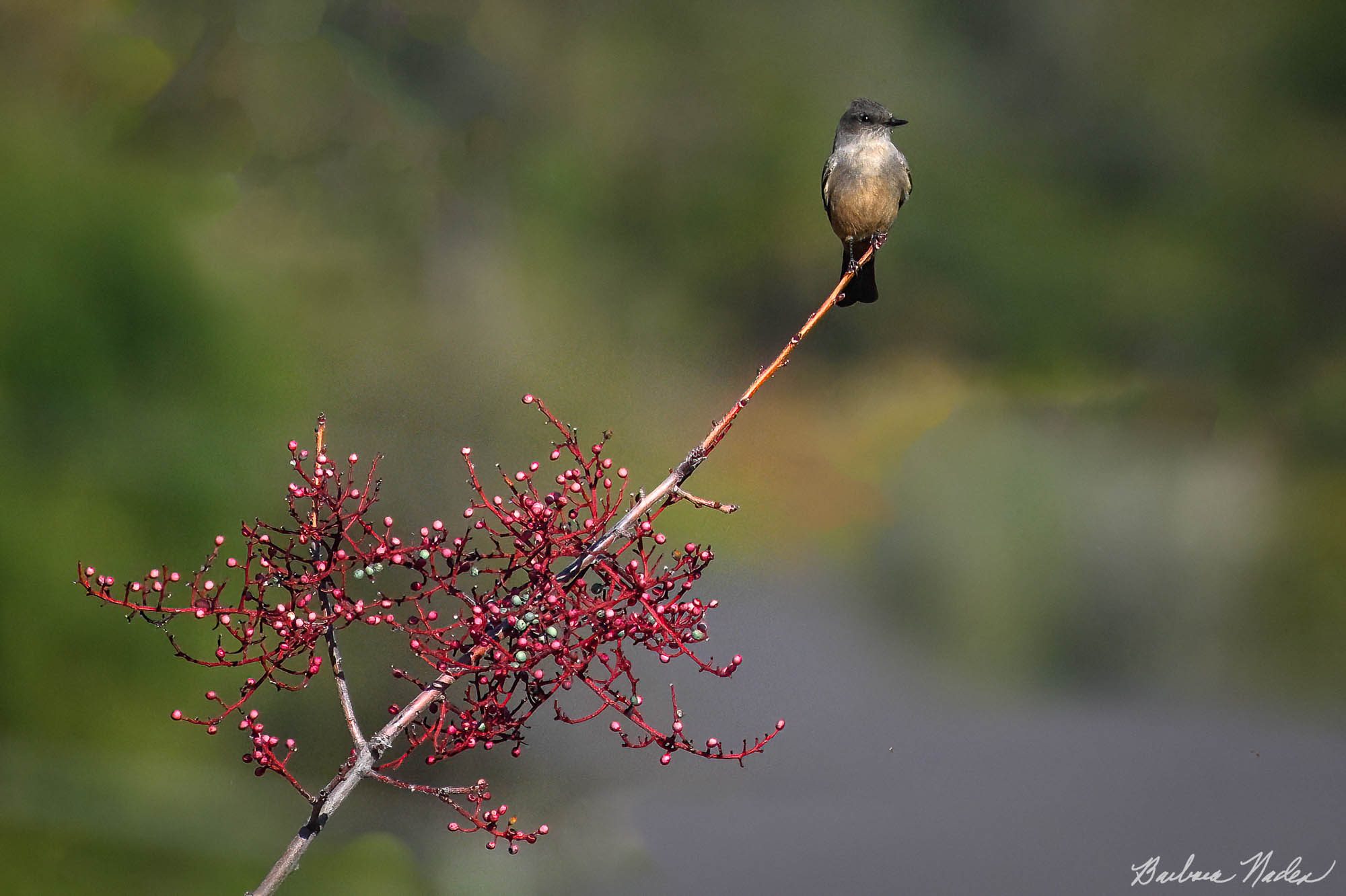 Loving the Berries - Penitencia Creek Trail, San Jose, California