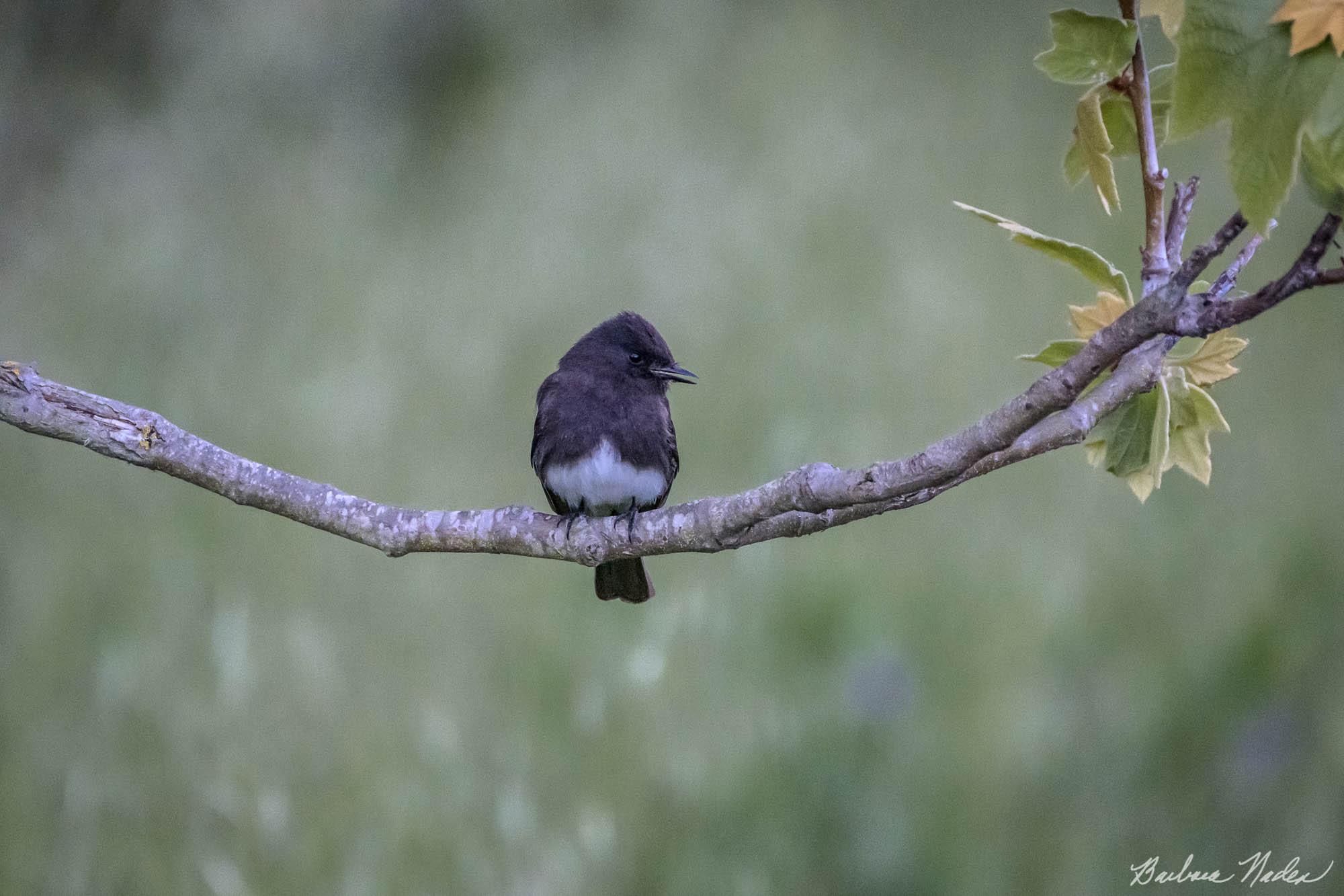 Black Phoebe Resting - Neary Lagoon, Santa Cruz, California