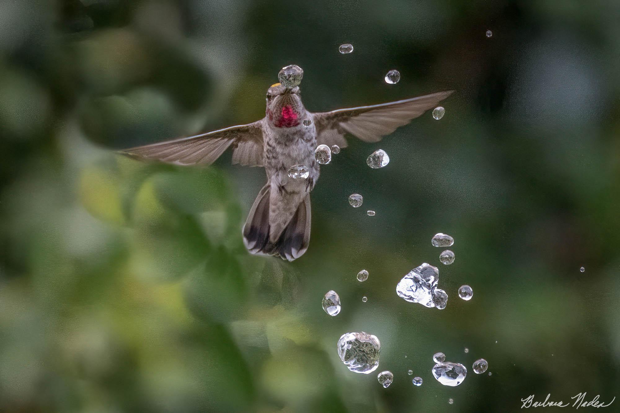 Anna's Taking a Drink with Pollen on its Head - Ardenwood Historic Park, Fremont, California