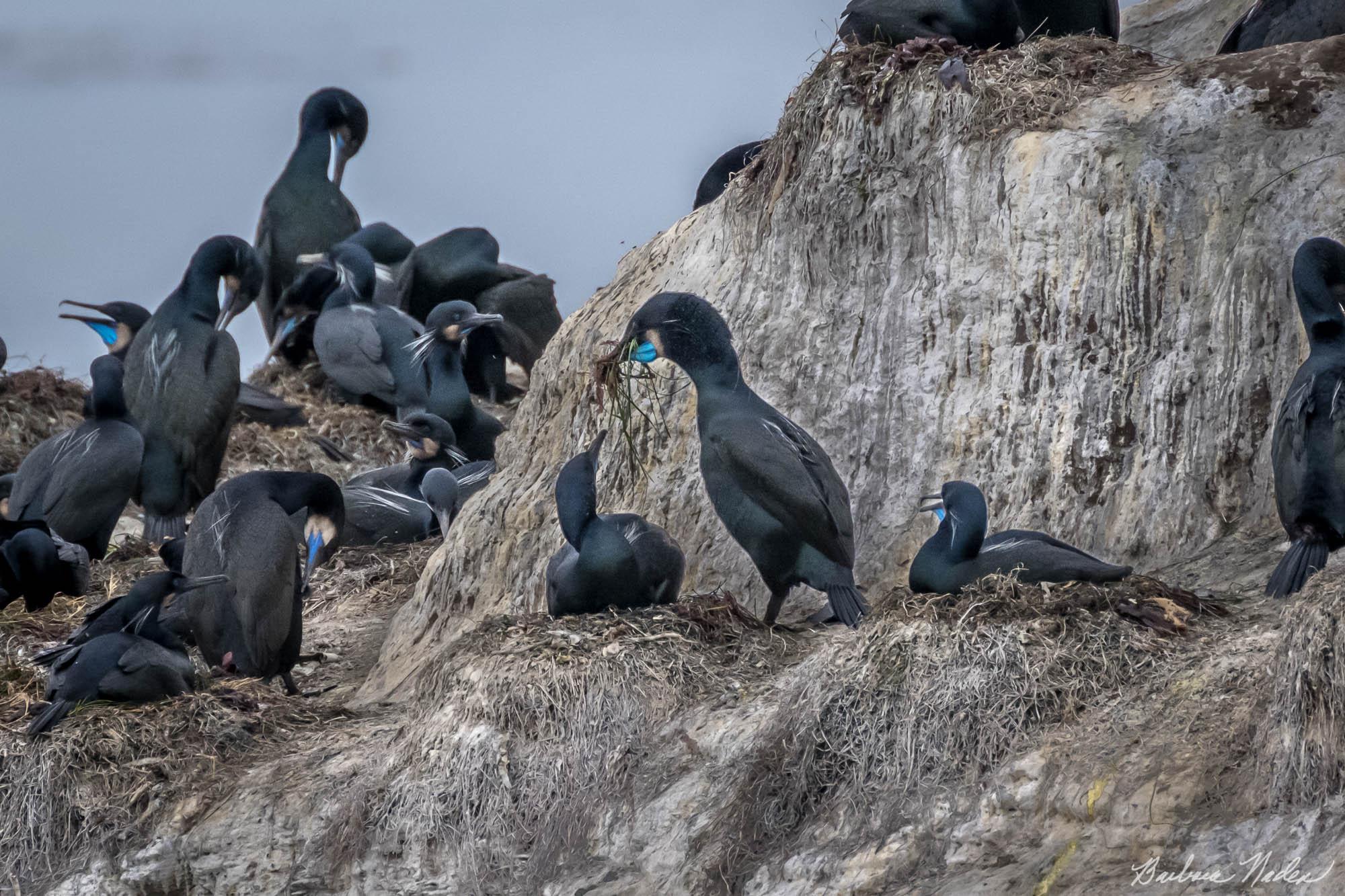 Bringing Nesting Material to the Female - Natural Bridges State Park, Santa Cruz, California