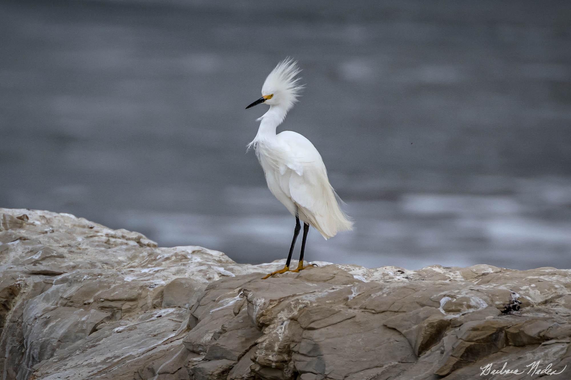 Egret on a Windy Day - Natural Bridges State Park, Santa Cruz, California