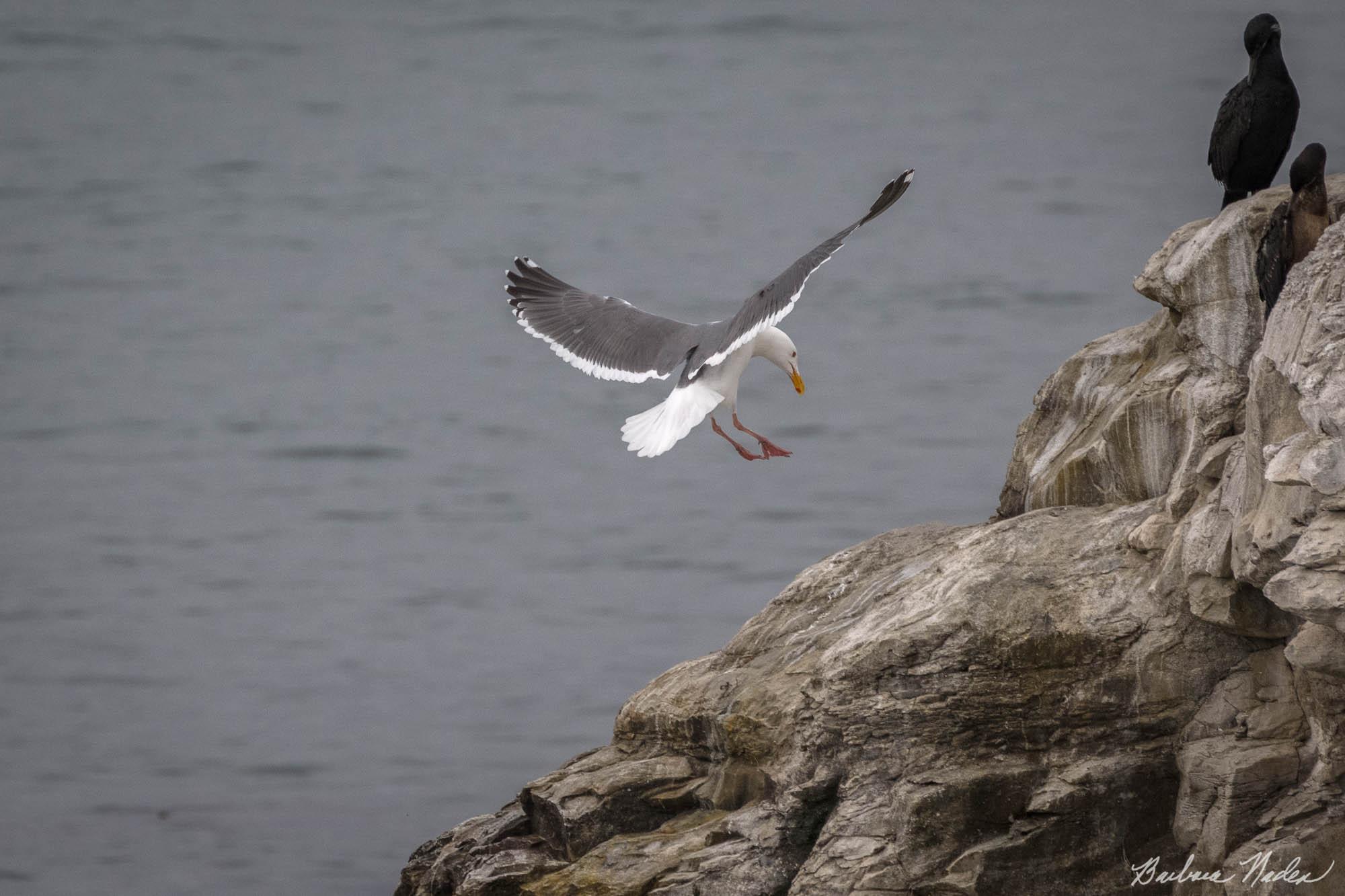 Gull Landing on his Rock - Natural Bridges State Park, Santa Cruz, California