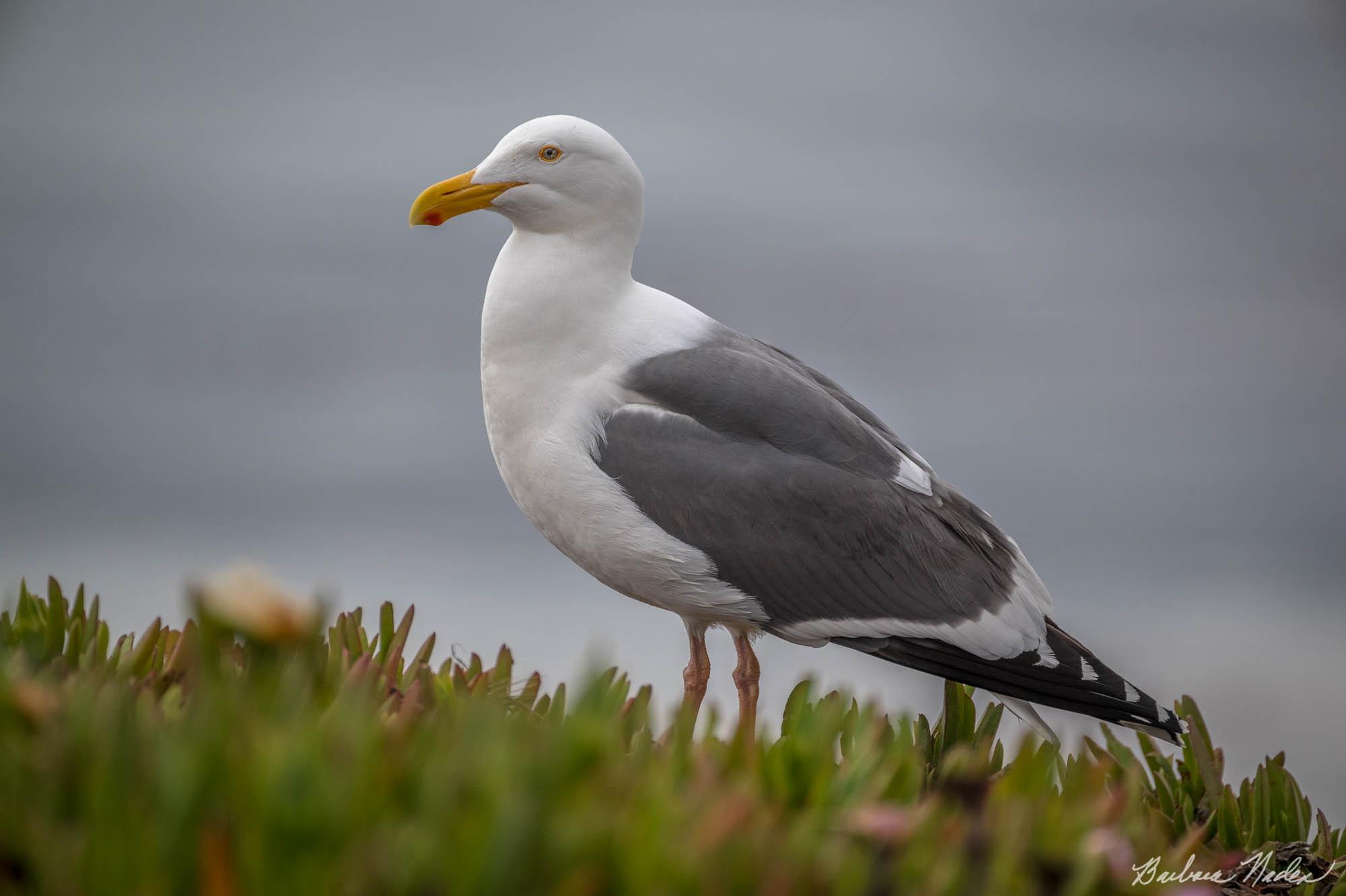 Gull Posing - Natural Bridges State Park, Santa Cruz, California