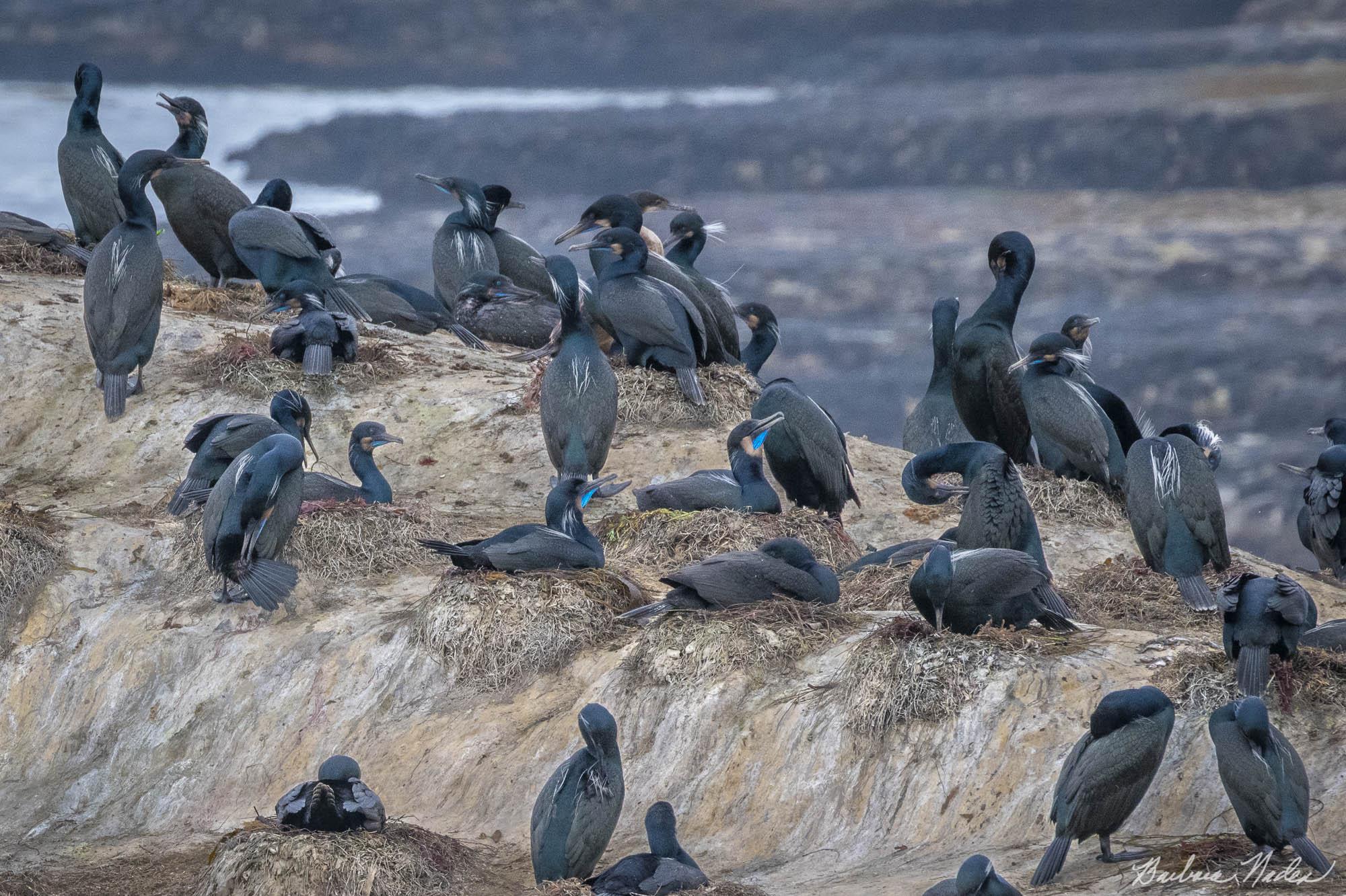 Nesting Colony - Natural Bridges State Park, Santa Cruz, California