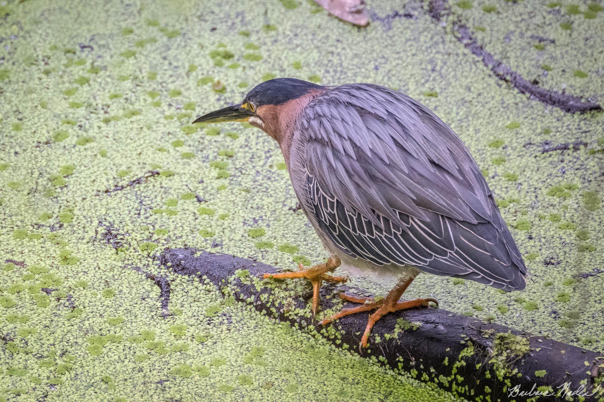 Heron Hunting - Natural Bridges State Park, Santa Cruz, California