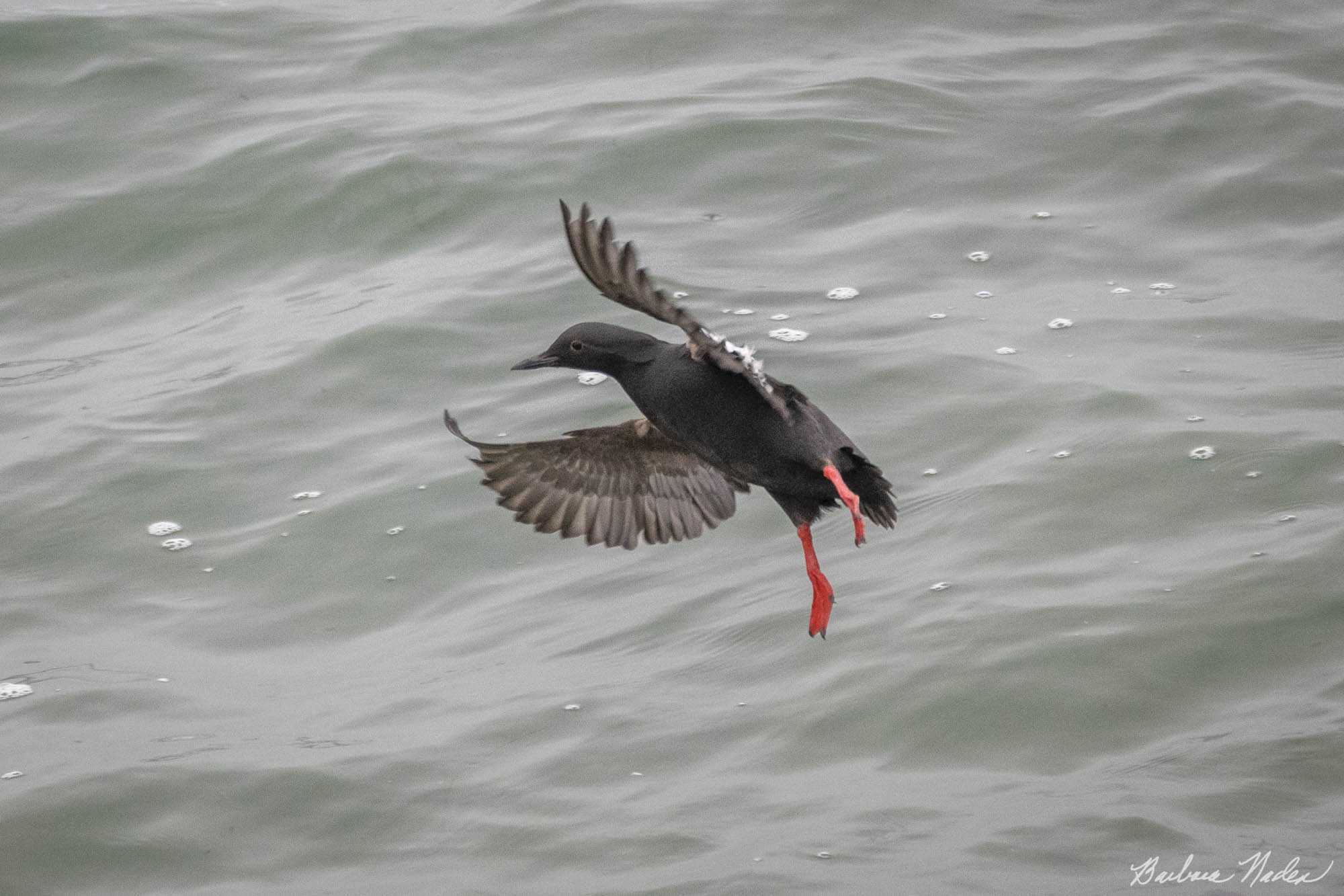 Guillemot Ready to Land in the Water - Santa Cruz, California